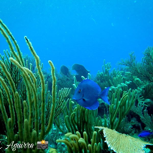 underwater view of a coral