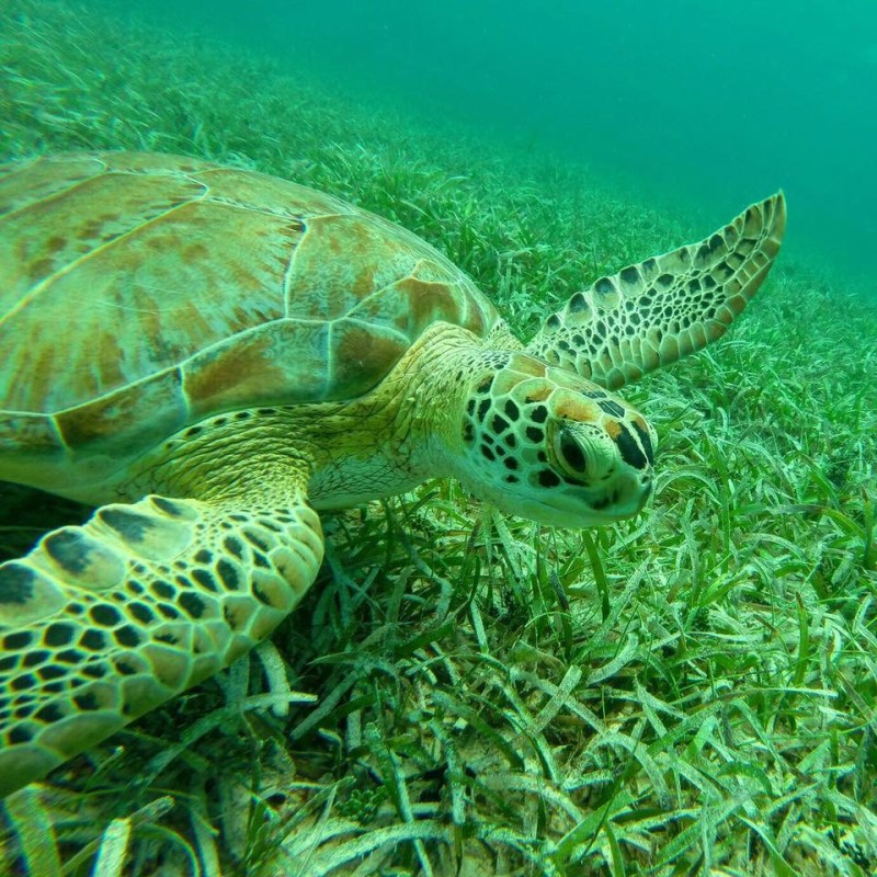 a turtle swimming under water