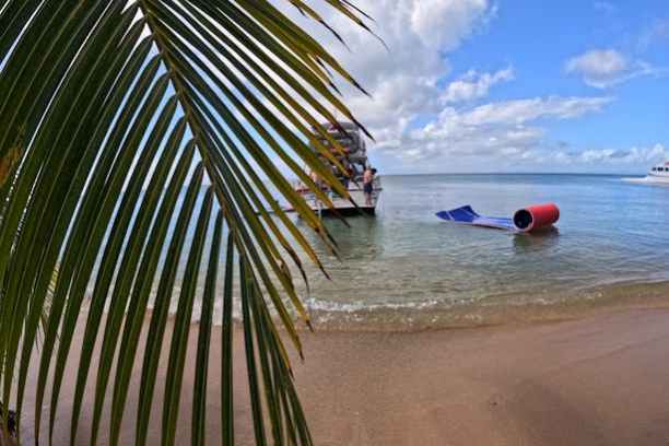a beach with a palm tree