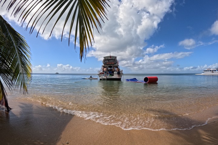 a group of palm trees on a beach near a body of water